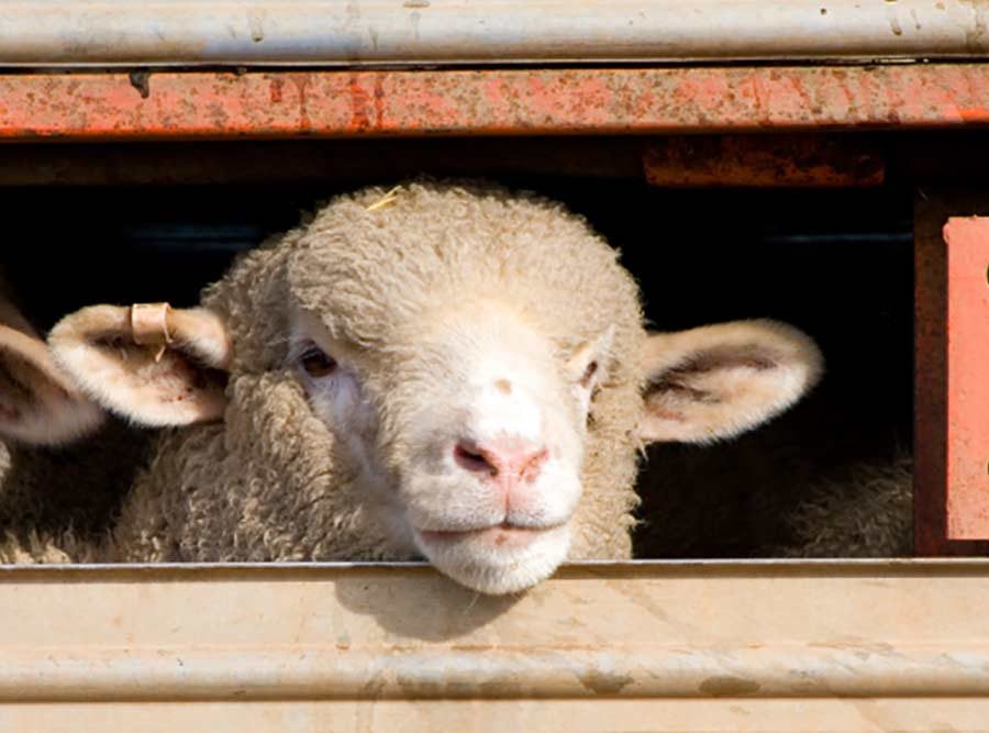 A sheep looking out of the truck while being sent for live export