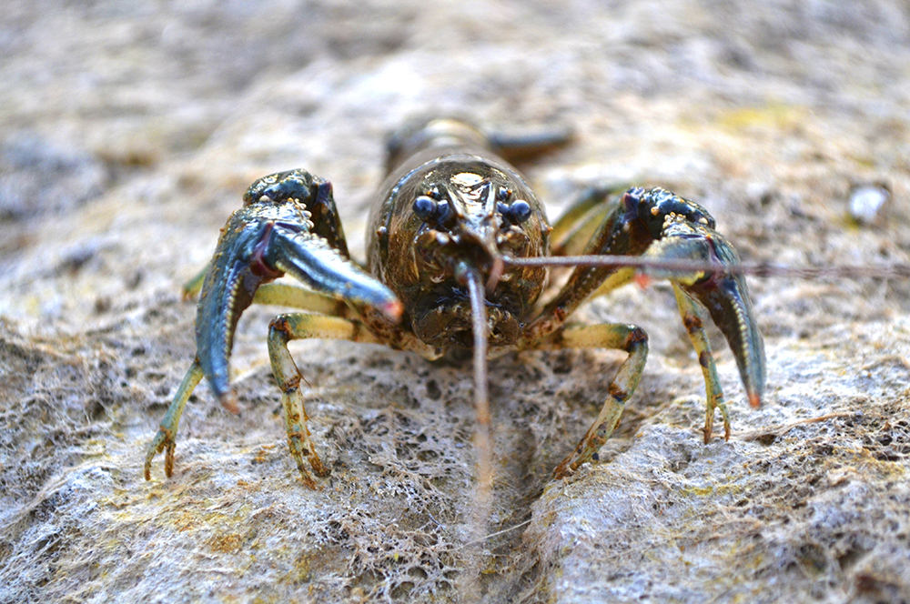 6 incredible facts that will change the way you think about lobsters |  Animals Australia