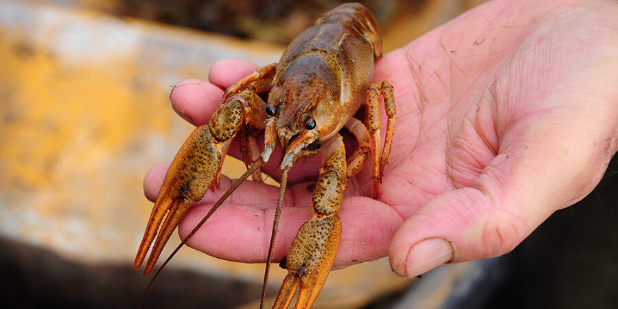 6 incredible facts that will change the way you think about lobsters |  Animals Australia