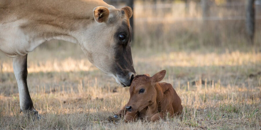 A cow licking her baby calf with logo of Edgar's Mission on the right top corner of the image