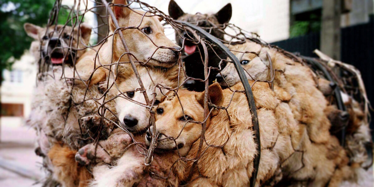 Why China's Yulin dog meat festival is a wake-up call to the world | Animals  Australia