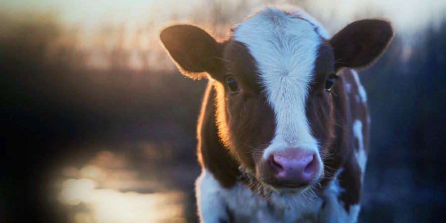 Government and policy Archives | Animals Australia Government and policy Archives | Animals Australia