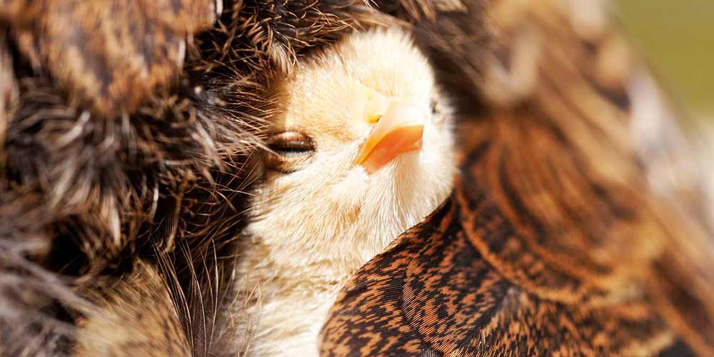 A cute chicken chick under the wings of their mother.