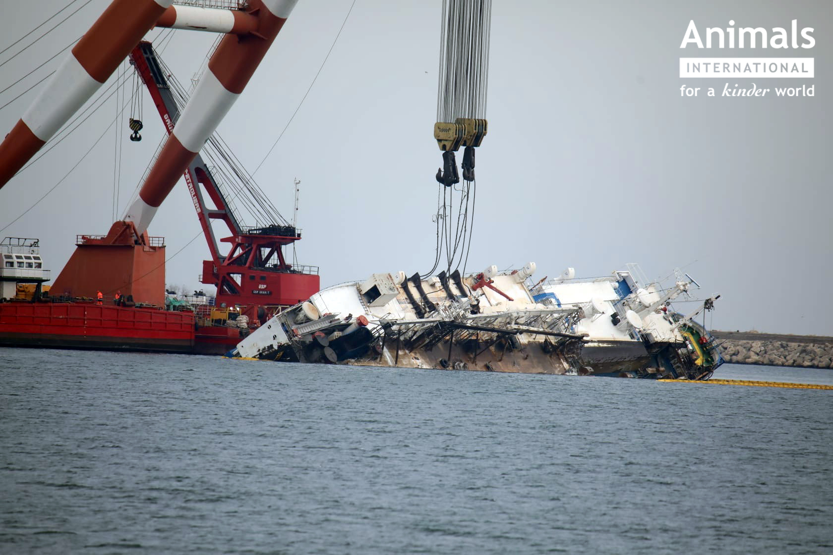 Two live export ships have capsized at sea in the past year, destroying ...