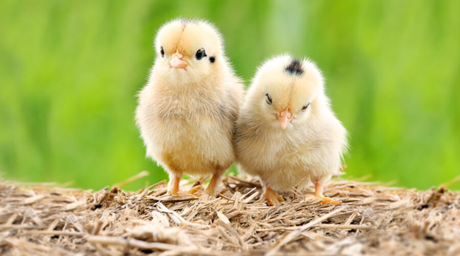 Two cute little chicks