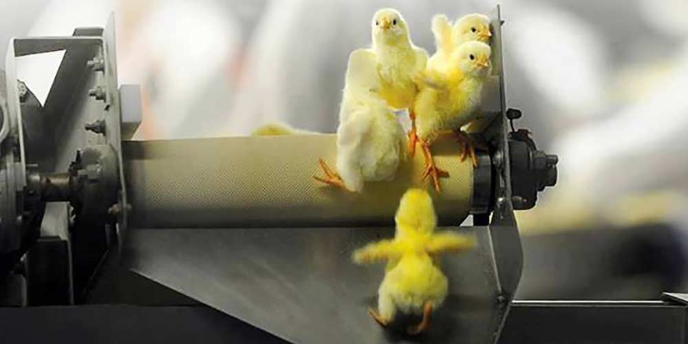 Violent truth about egg farming exposed in Aussie-first investigation | Animals Australia