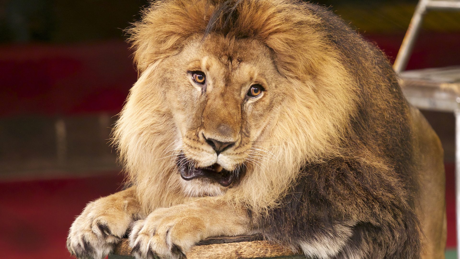 A lion with their front legs up on a stool, forced to perform in the circus.