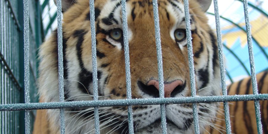 A caged tiger looking out of cage