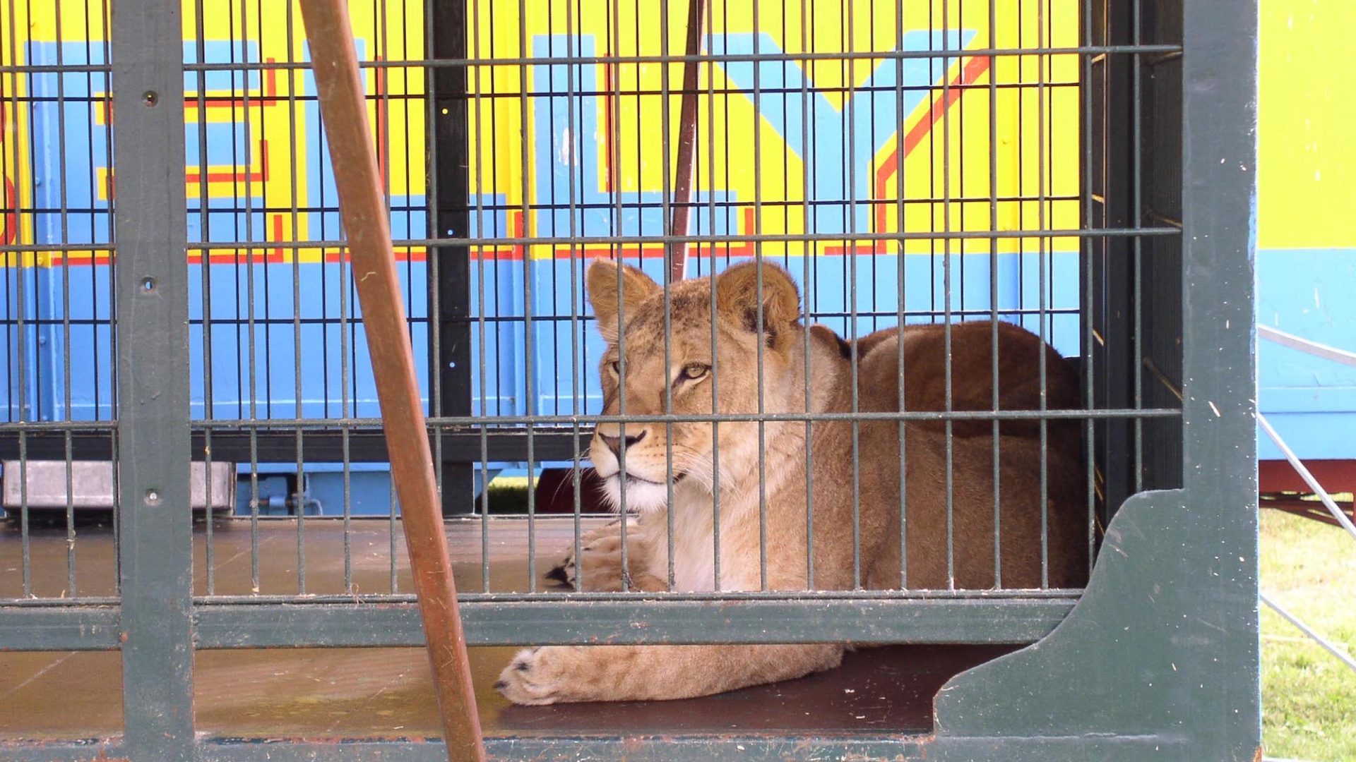 A lioness confined to a barren transport cage.