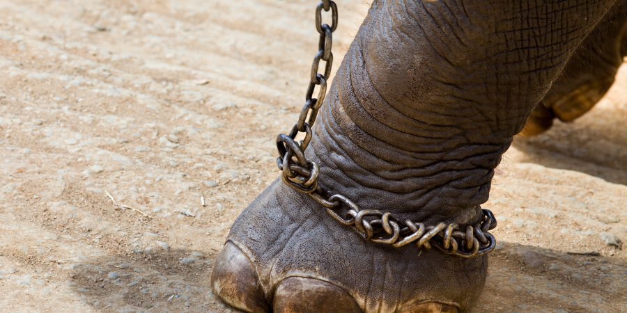 Elephant with shackles in zoo/captivity