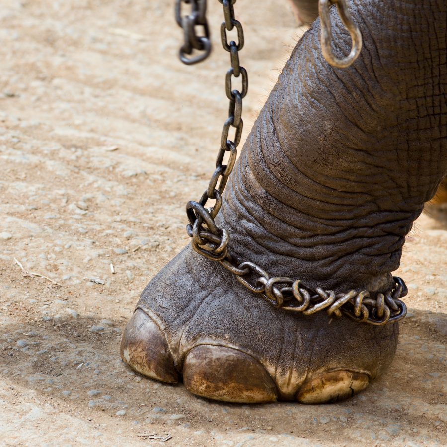 Animal Circuses Background | Animals Australia