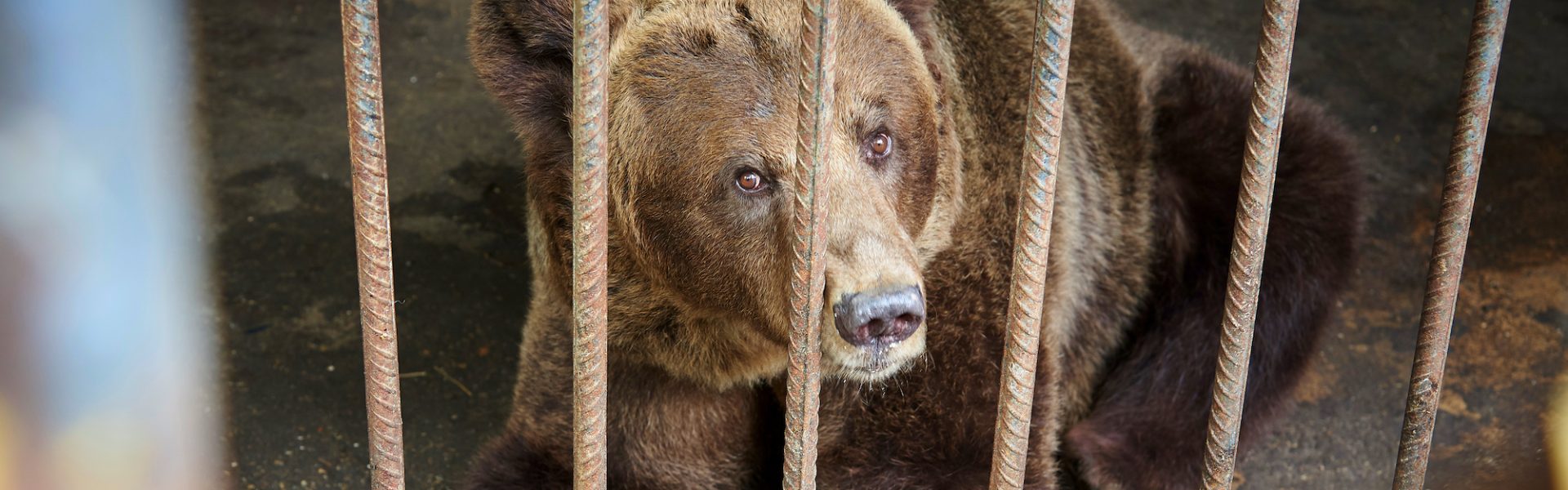 Animal Circuses Background | Animals Australia Animal Circuses Background | Animals Australia