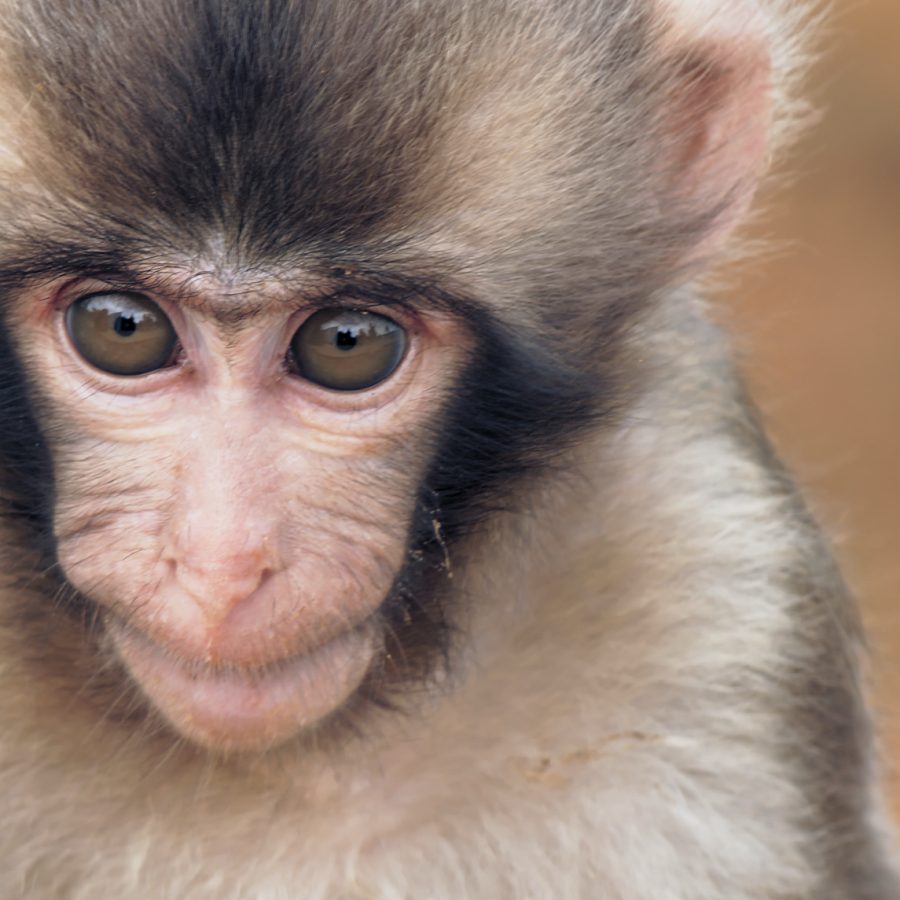 A close-up of sad looking monkey