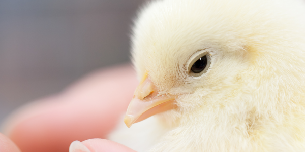 A cute baby chick in the hands