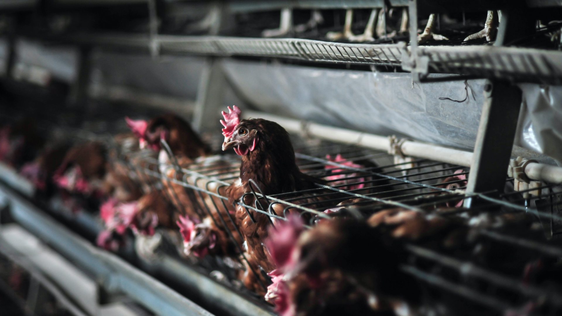 Hens crowded in battery cages, some sticking their heads through the wire, in a dark factory farm.