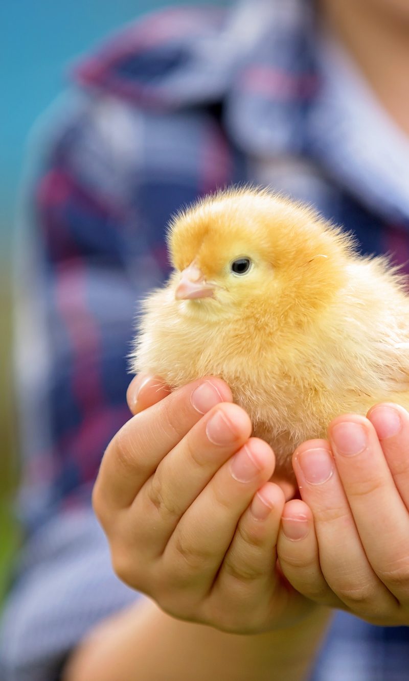 Adorable chicken chick in the hands of a young boy