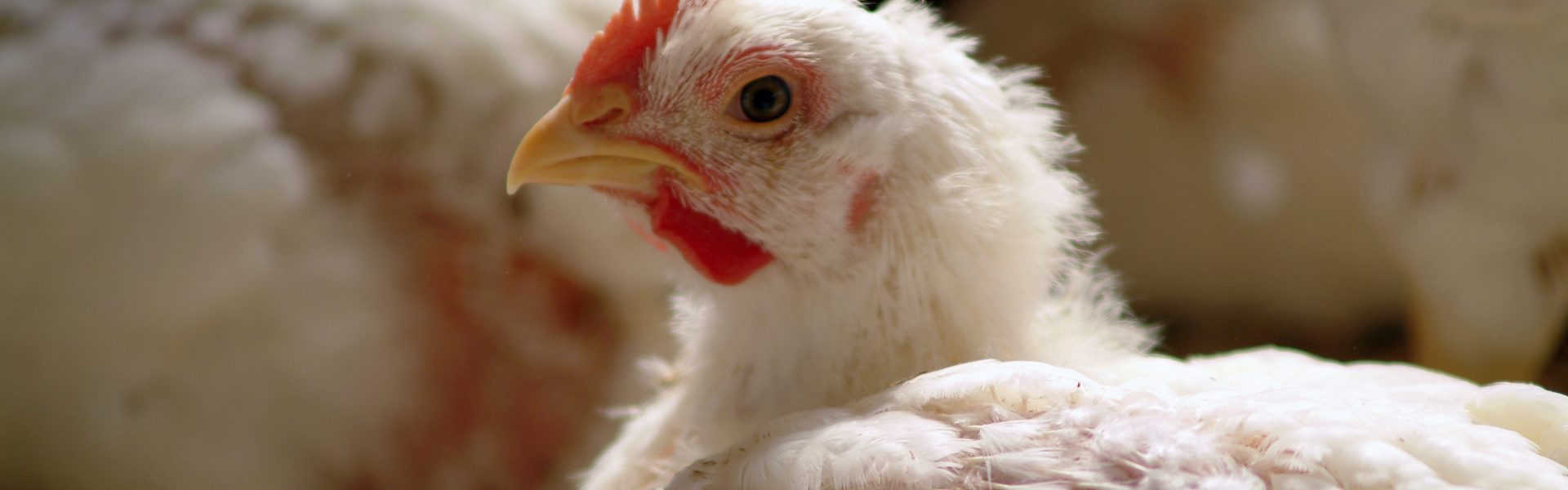 Think You Know 'Free-Range' and 'Cage Free' Chicken? Think Again. - One  Green Planet