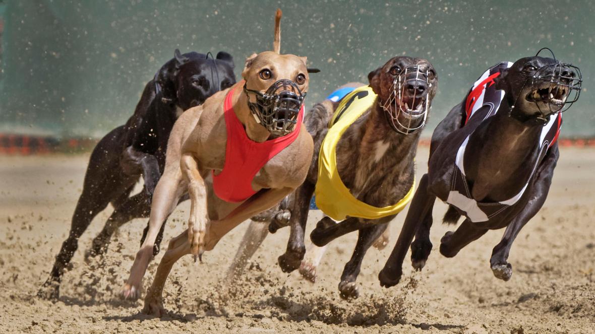 Greyhound store dog racing