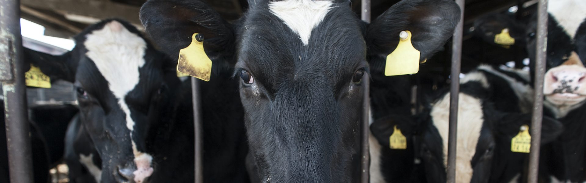 Dairy factory farms on the rise – Australian cows face life in intensive indoor 'barns'. | Animals Australia Dairy factory farms on the rise – Australian cows face life in intensive indoor 'barns'. | Animals Australia
