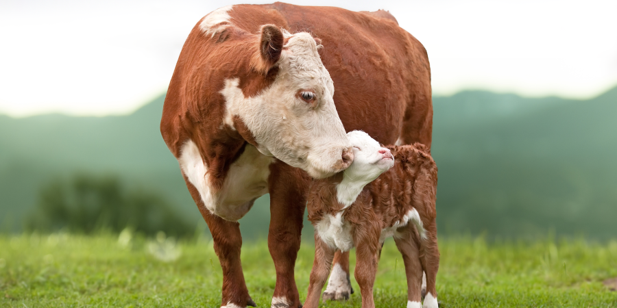 A mother cow kissing her adorable looking baby calf