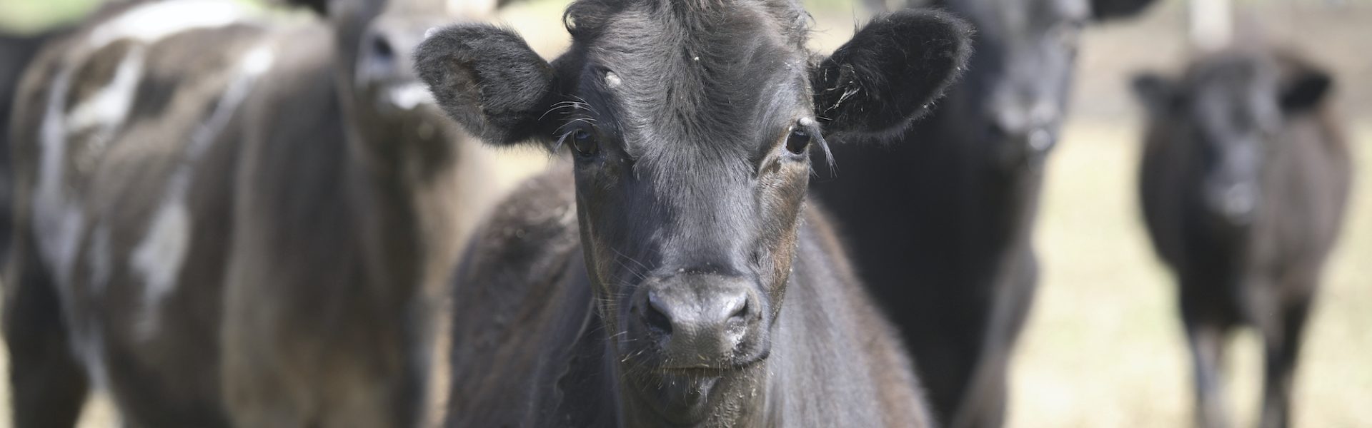 How are animals slaughtered in Australia? | Animals Australia How are animals slaughtered in Australia? | Animals Australia