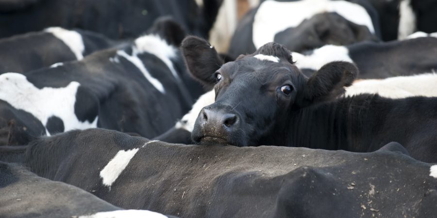 Overly crowded dairy cows standing together, one cow looking towards camera