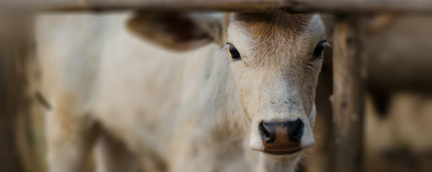 Understanding the issues: painful procedures for cattle | Animals Australia Understanding the issues: painful procedures for cattle | Animals Australia