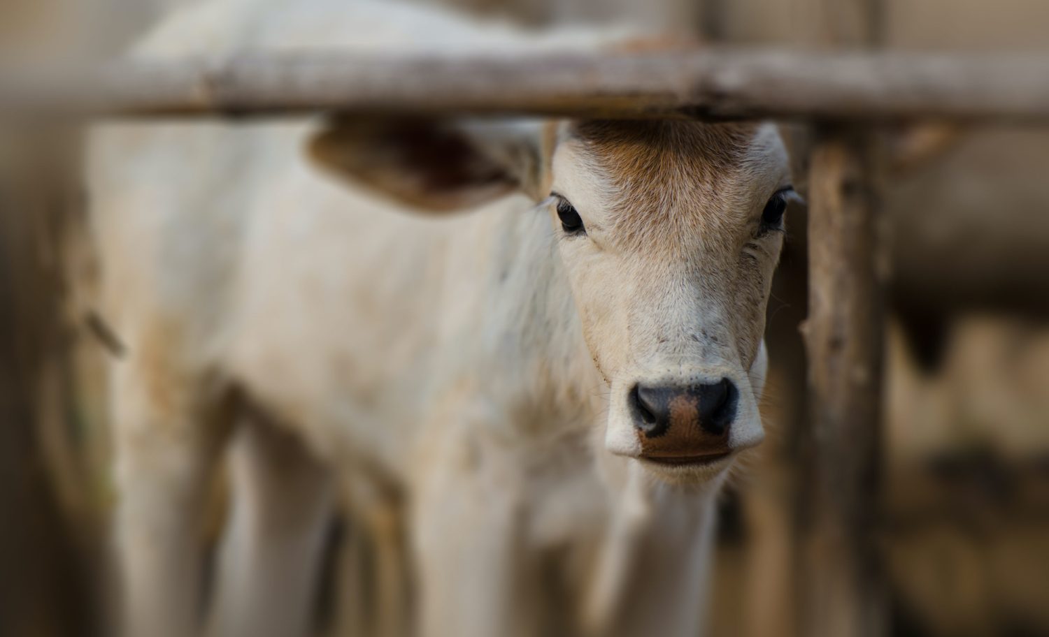 Understanding the issues: painful procedures for cattle | Animals Australia