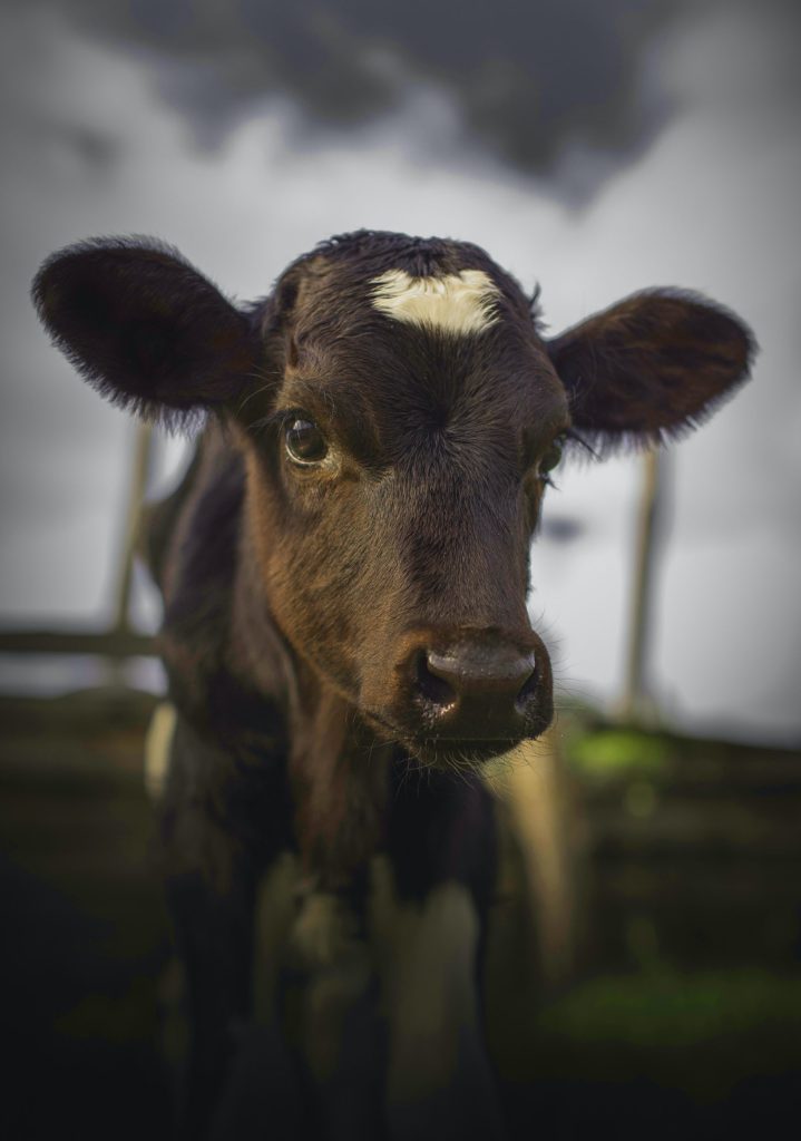 A black calf looking towards camera.