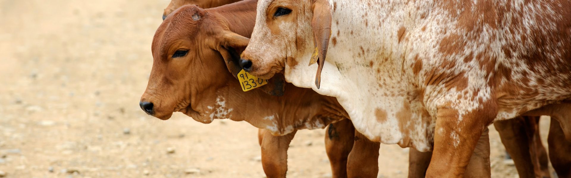 Rodeos Background | Animals Australia