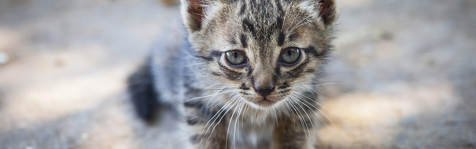 You ve heard about puppy mills. but what about kitten factories Animals Australia