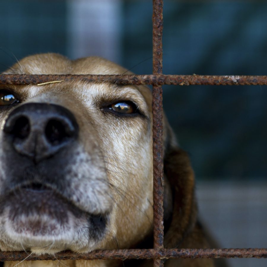 A dog looking out of a cage in Puppy factory