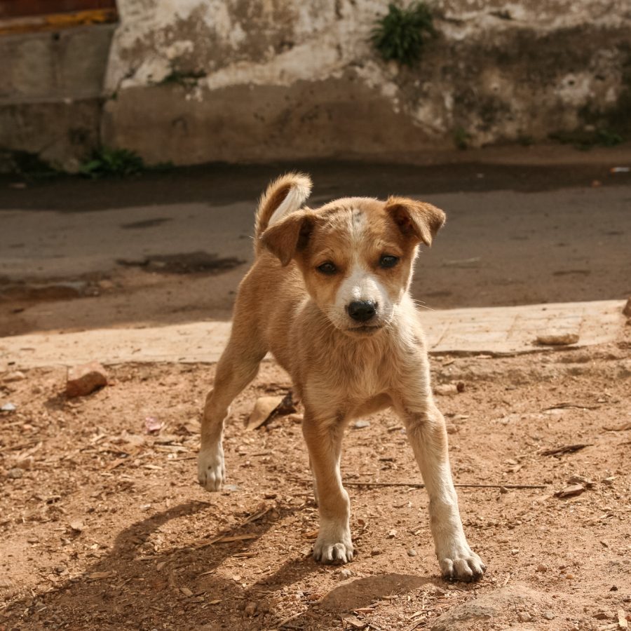 A homeless poor puppy / dog looking towards the camera