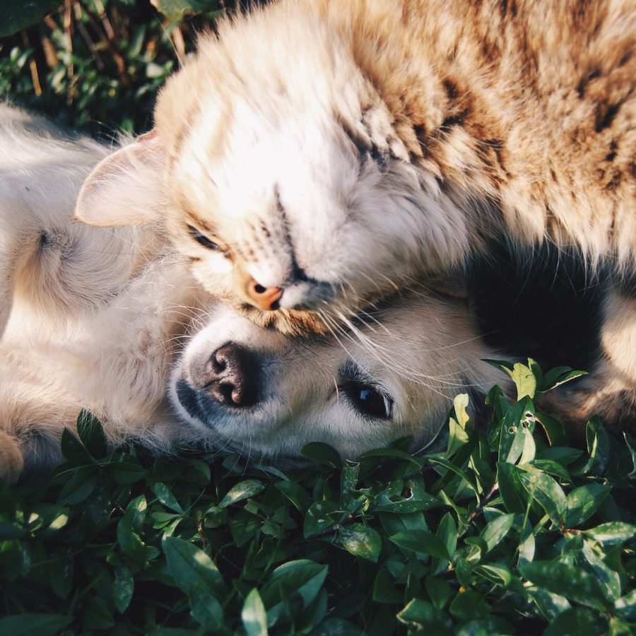 happy dog and cat laying on the grass with the heads touching each other