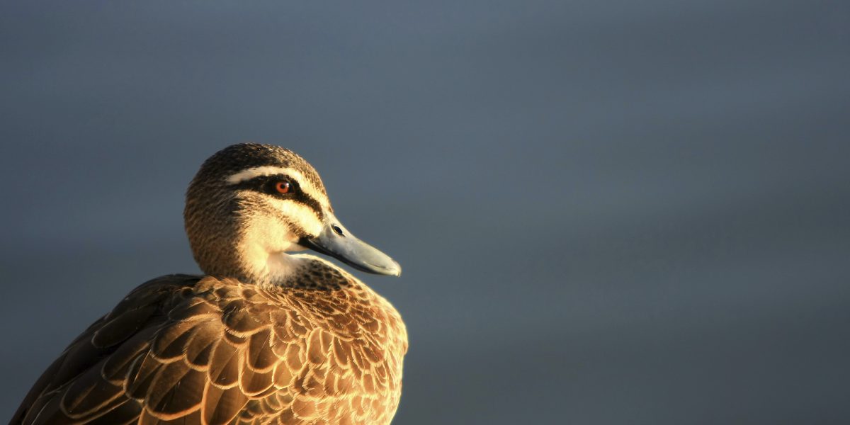 A beautiful duck resting next to the water