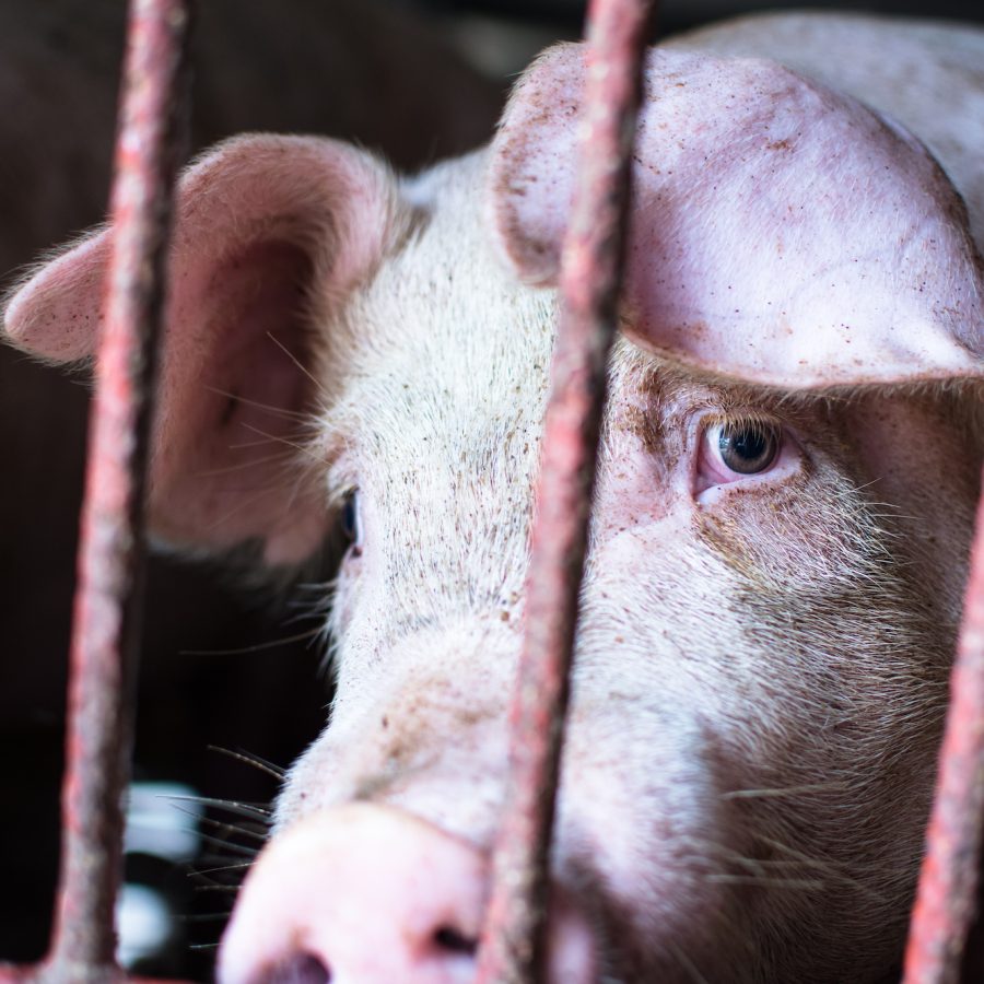 A sad pig looking out of sow stall, with sadness visible in her eyes