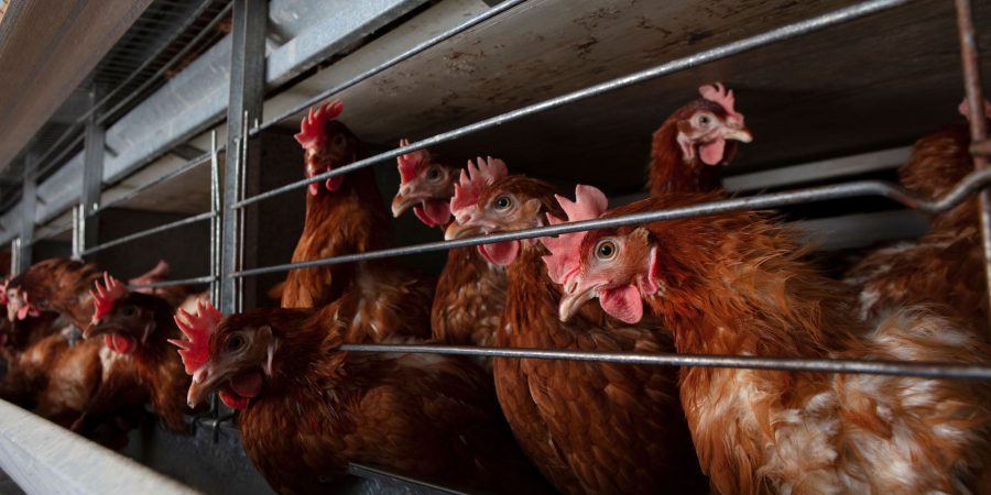 Hens confined in overcrowded battery cages in a factory farm.
