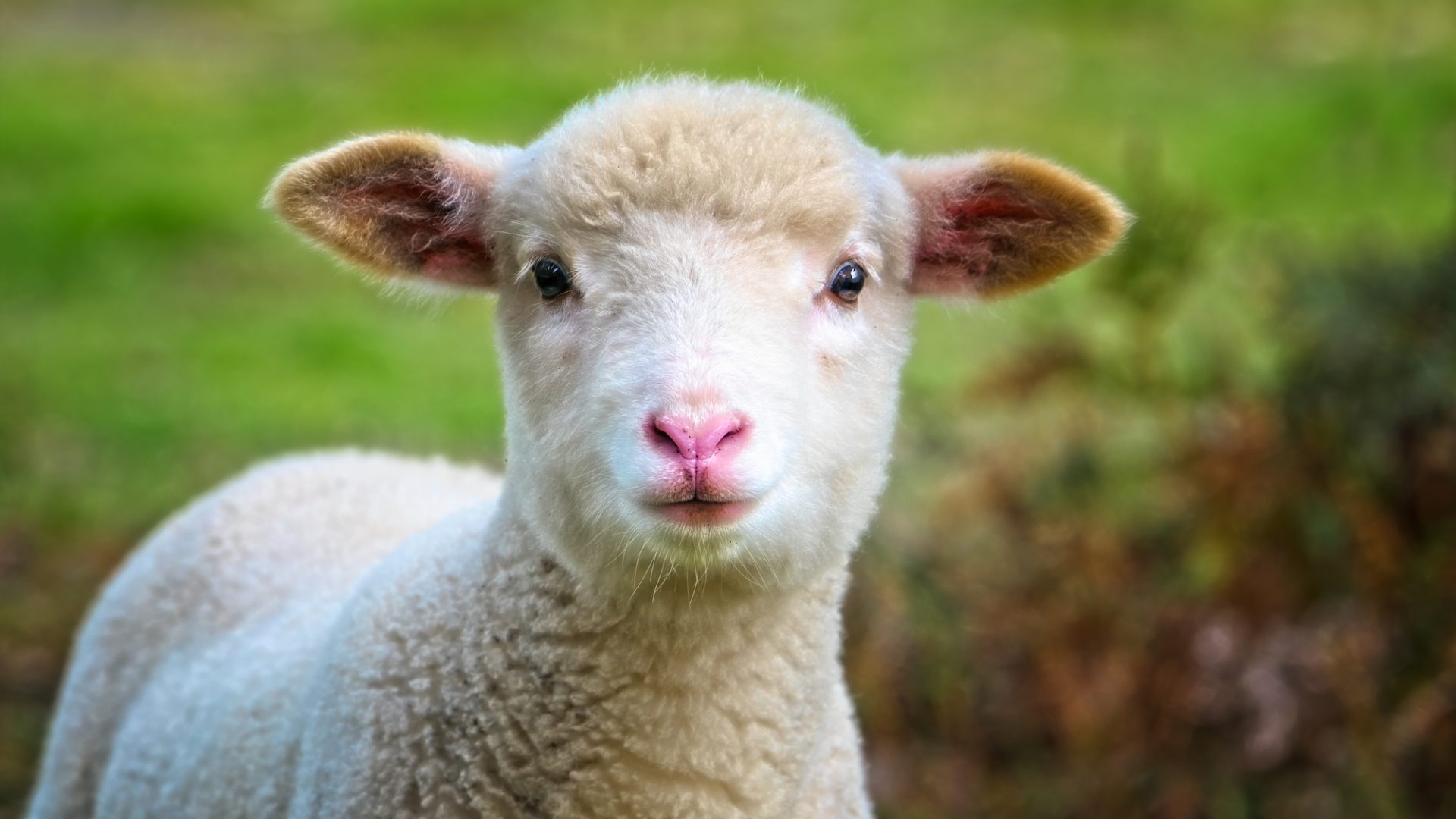 Portrait of cute lamb with green background.