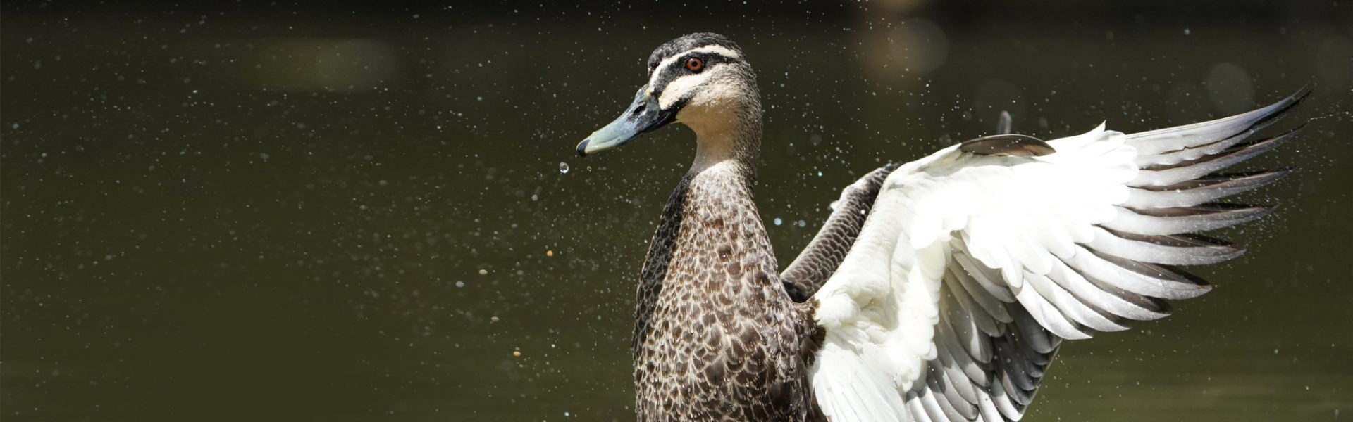 Victorian duck shooting season is over for another year – hopefully