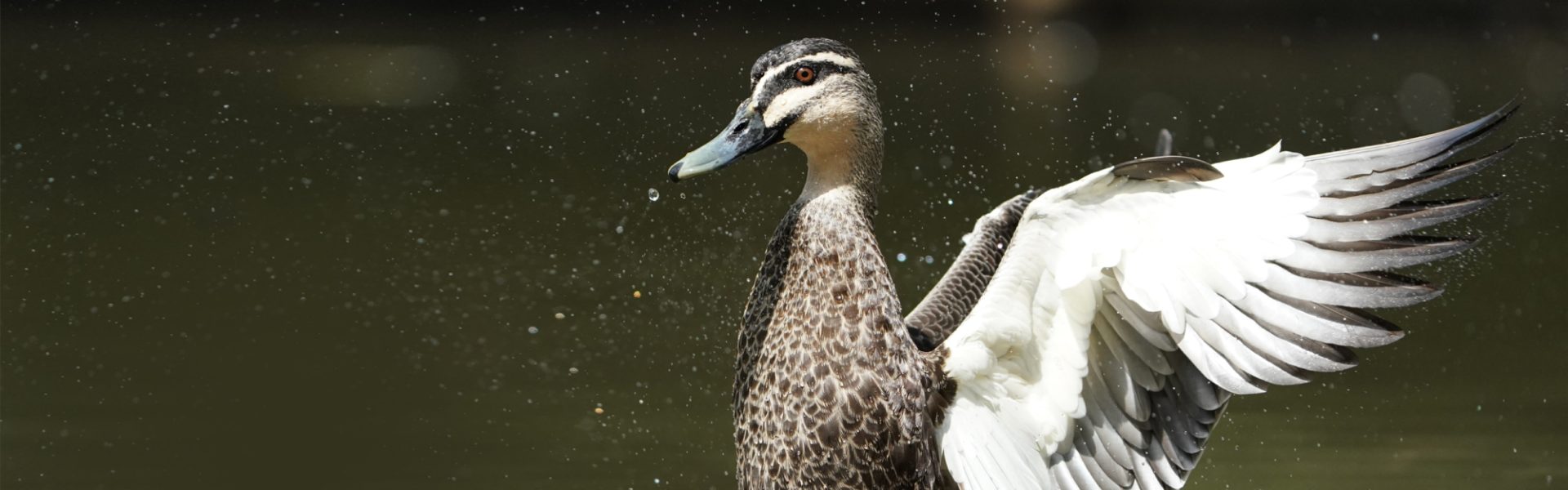 Victorian duck shooting season is over for another year hopefully