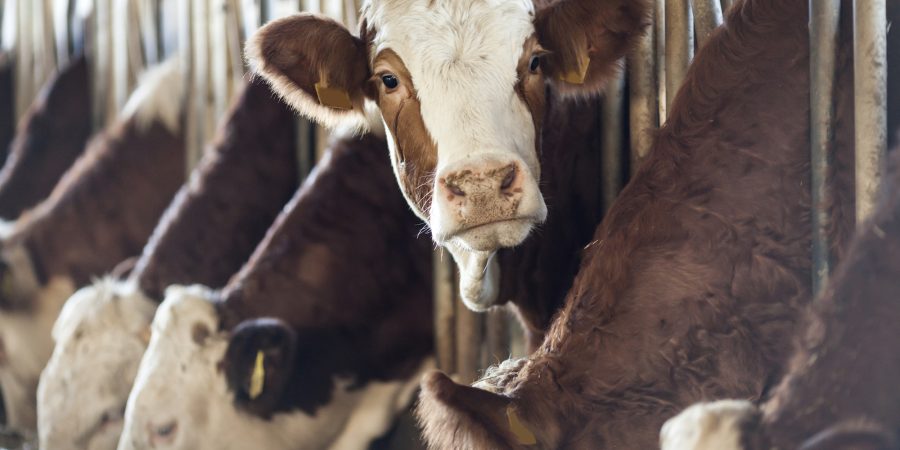 Cow looking to the camera from a pen in cattle farm