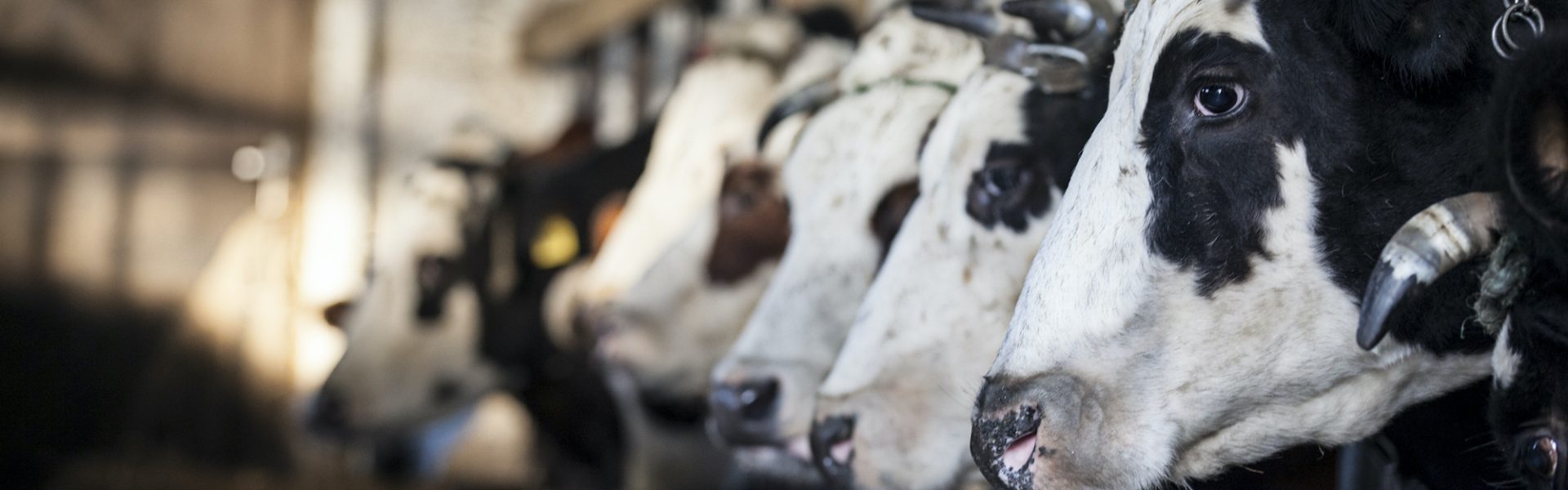 6 things you didn't know about dairy | Animals Australia