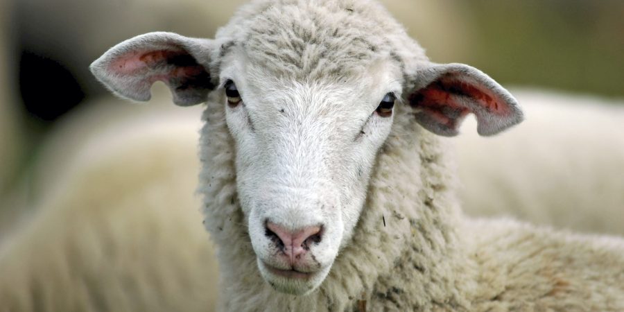 Portrait of a sheep / lamb looking towards camera