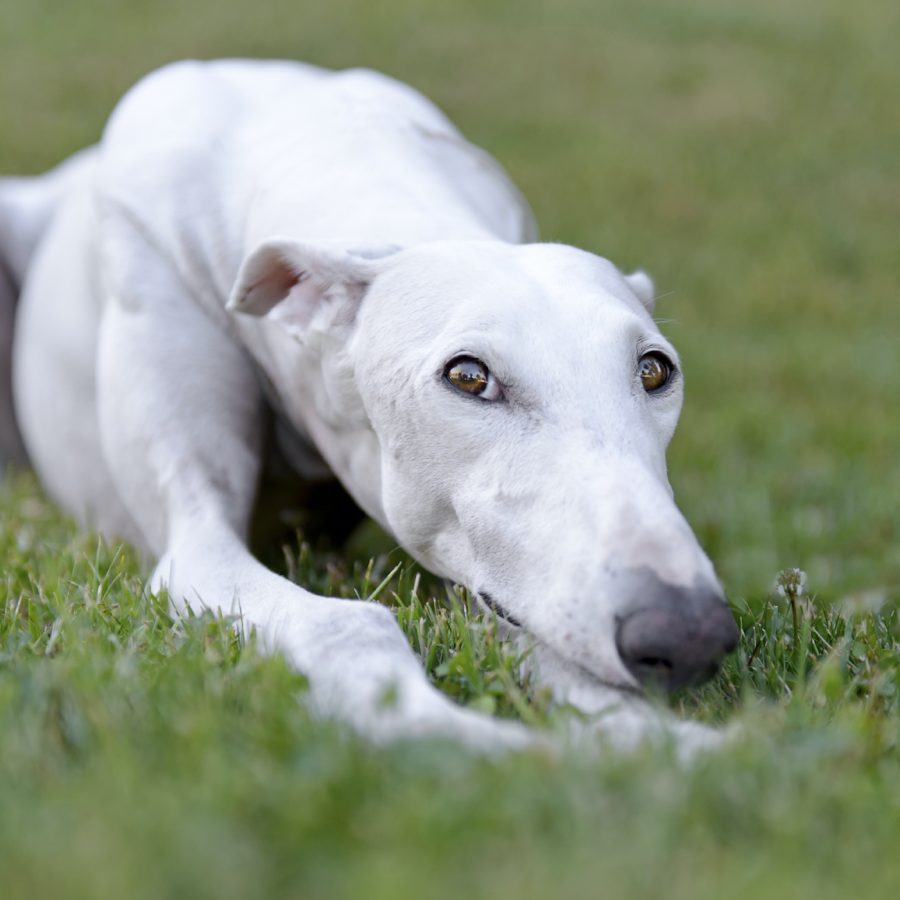 White sales greyhound dog