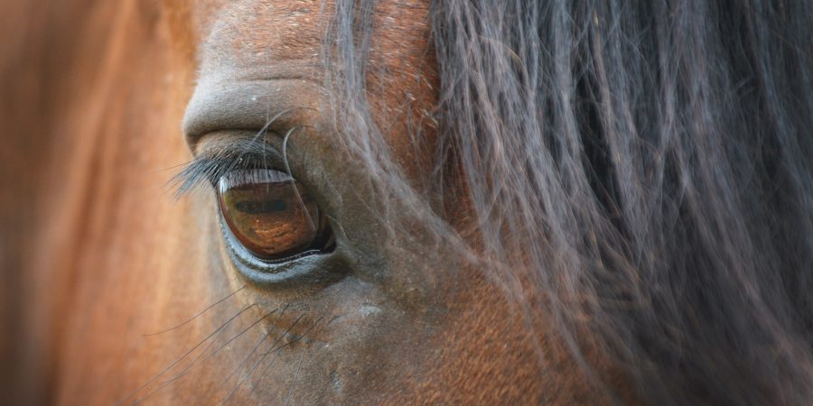 closeup of face of a horse