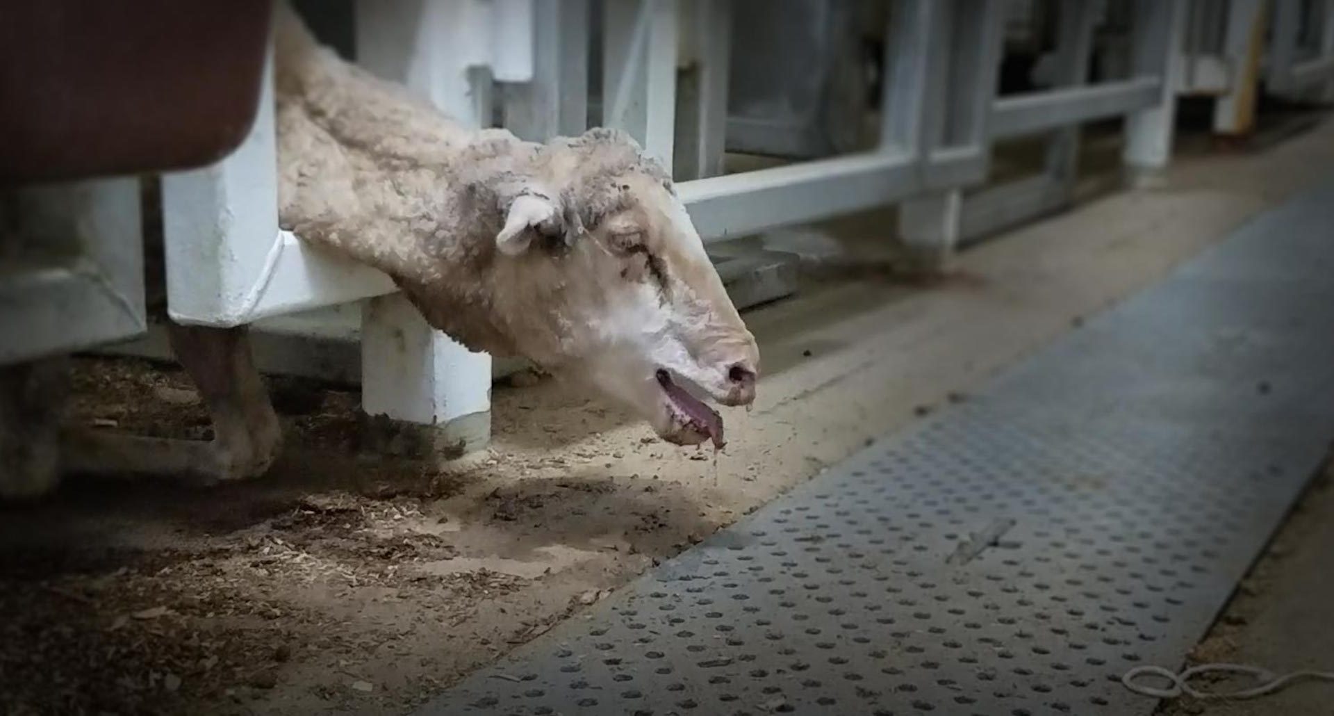 A sheep suffering heat stress and panting with mouth opened on board a live export ship.