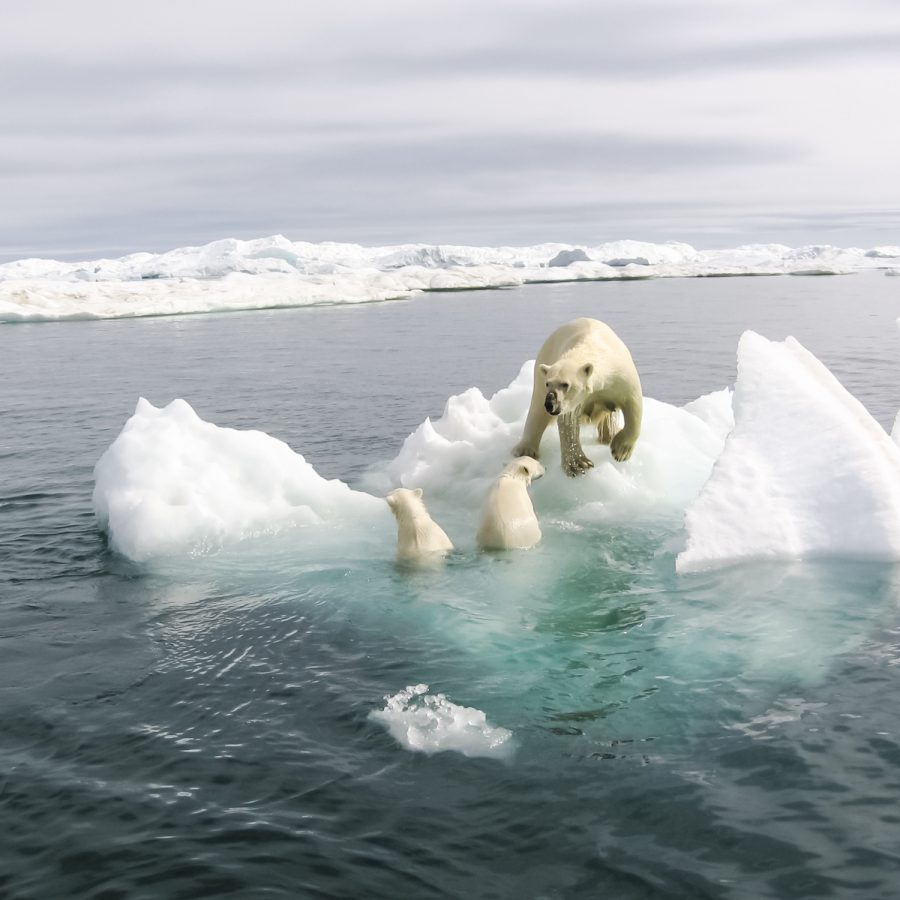 A polar bear mother trying to save her two baby cubs from drowning while standing on patch of glacier that is separated from mainland