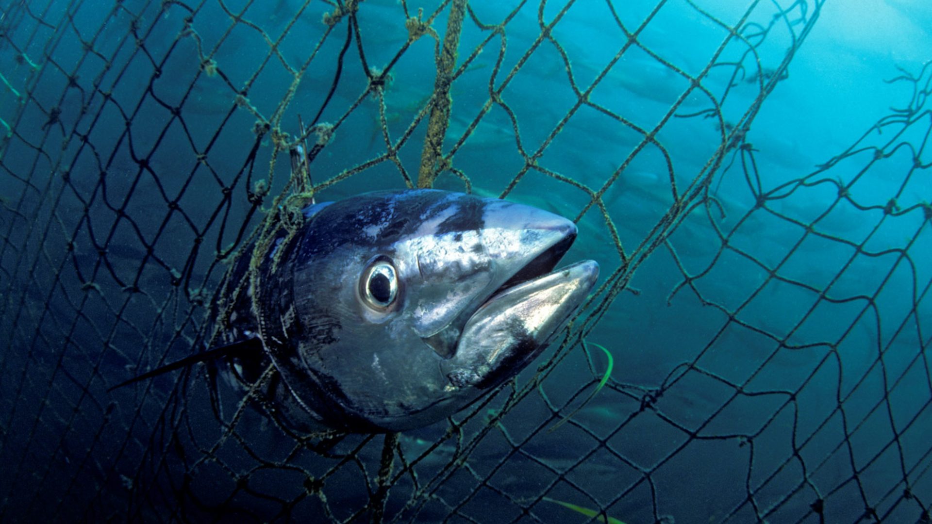 A fish tangled in netting underwater.