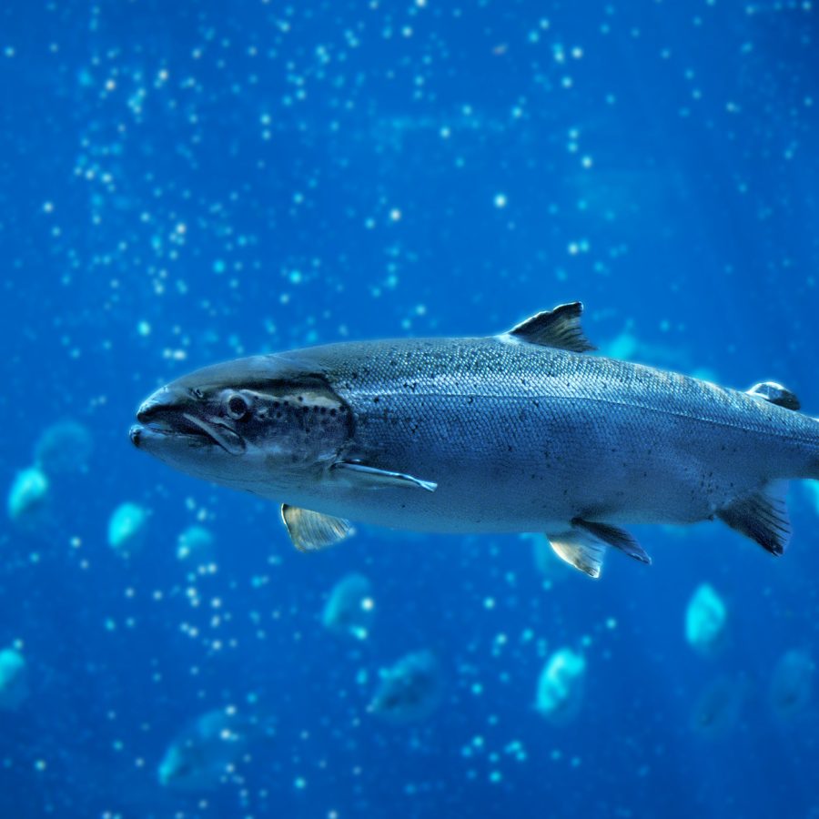 A salmon fish swimming through blue sea.