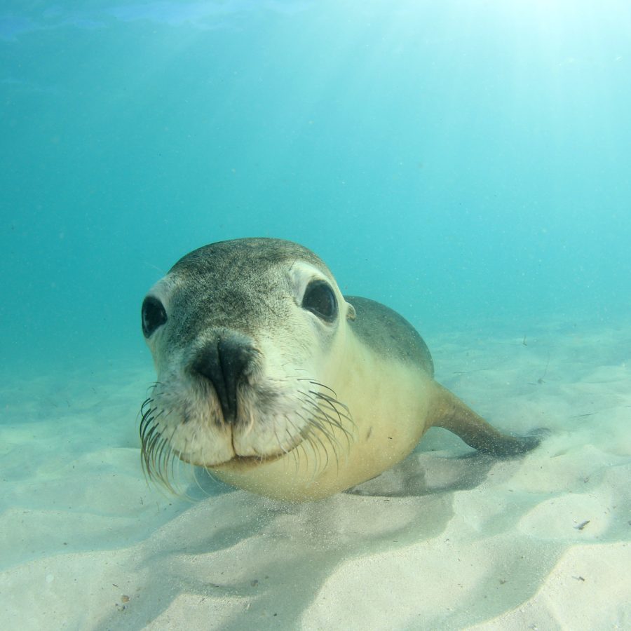 Sea lion swimming through a shallow sea